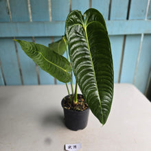 Load image into Gallery viewer, #R71 Large Anthurium Veitchii