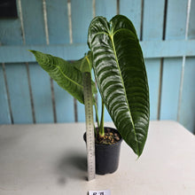 Load image into Gallery viewer, #R71 Large Anthurium Veitchii