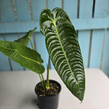 Load image into Gallery viewer, #R71 Large Anthurium Veitchii