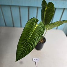 Load image into Gallery viewer, #R71 Large Anthurium Veitchii
