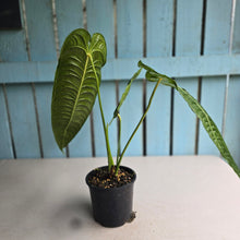 Load image into Gallery viewer, #R71 Large Anthurium Veitchii