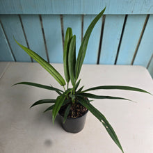 Load image into Gallery viewer, #N23 Anthurium Bakeri