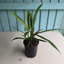 Load image into Gallery viewer, #N23 Anthurium Bakeri