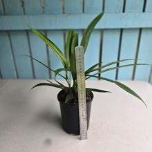 Load image into Gallery viewer, #N23 Anthurium Bakeri