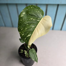 Load image into Gallery viewer, #B87 Monstera Thai Constellation - Great Variegation