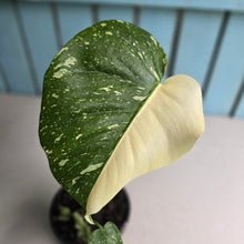 Load image into Gallery viewer, #B87 Monstera Thai Constellation - Great Variegation
