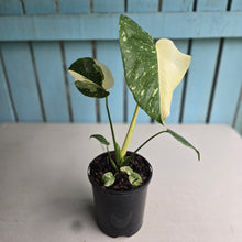 Load image into Gallery viewer, #B87 Monstera Thai Constellation - Great Variegation