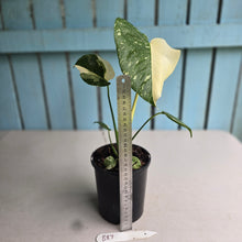 Load image into Gallery viewer, #B87 Monstera Thai Constellation - Great Variegation