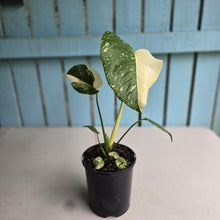 Load image into Gallery viewer, #B87 Monstera Thai Constellation - Great Variegation
