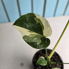 Load image into Gallery viewer, #B87 Monstera Thai Constellation - Great Variegation