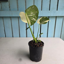 Load image into Gallery viewer, #B87 Monstera Thai Constellation - Great Variegation