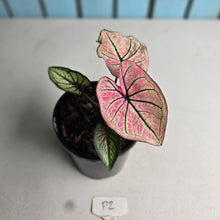 Load image into Gallery viewer, #P2 Caladium