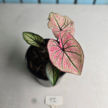 Load image into Gallery viewer, #P2 Caladium