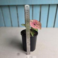 Load image into Gallery viewer, #P2 Caladium