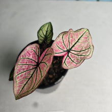 Load image into Gallery viewer, #P2 Caladium