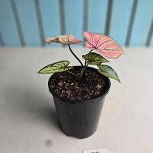 Load image into Gallery viewer, #P2 Caladium