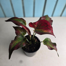 Load image into Gallery viewer, #161 Caladium