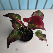 Load image into Gallery viewer, #161 Caladium
