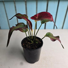 Load image into Gallery viewer, #161 Caladium