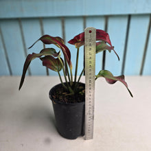 Load image into Gallery viewer, #161 Caladium