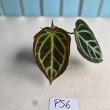 Load image into Gallery viewer, #P56 Anthurium Hilders Crystallinum