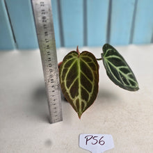 Load image into Gallery viewer, #P56 Anthurium Hilders Crystallinum
