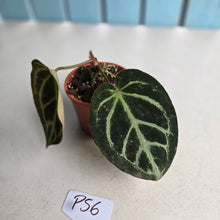 Load image into Gallery viewer, #P56 Anthurium Hilders Crystallinum