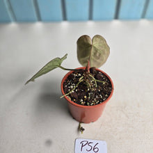Load image into Gallery viewer, #P56 Anthurium Hilders Crystallinum