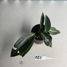 Load image into Gallery viewer, #RB5 Peperomia Elongata