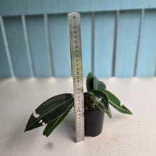 Load image into Gallery viewer, #RB5 Peperomia Elongata