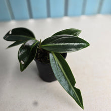 Load image into Gallery viewer, #RB5 Peperomia Elongata