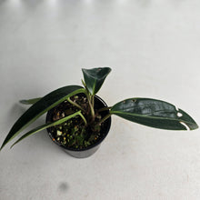 Load image into Gallery viewer, #RB5 Peperomia Elongata