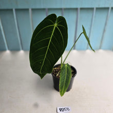 Load image into Gallery viewer, #RD52 Anthurium Warocqueanum x Waterburyanum