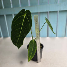 Load image into Gallery viewer, #RD52 Anthurium Warocqueanum x Waterburyanum