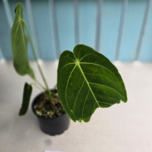 Load image into Gallery viewer, #RD52 Anthurium Warocqueanum x Waterburyanum