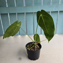 Load image into Gallery viewer, #RD52 Anthurium Warocqueanum x Waterburyanum