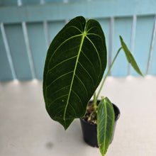Load image into Gallery viewer, #RD52 Anthurium Warocqueanum x Waterburyanum