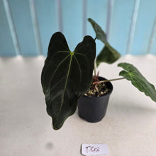 Load image into Gallery viewer, #D48 Anthurium Papillilaminum x