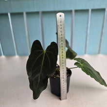 Load image into Gallery viewer, #D48 Anthurium Papillilaminum x