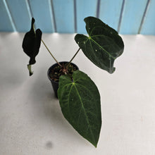 Load image into Gallery viewer, #D48 Anthurium Papillilaminum x