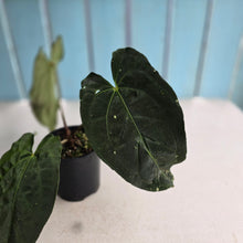 Load image into Gallery viewer, #D48 Anthurium Papillilaminum x