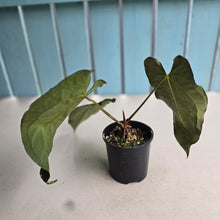 Load image into Gallery viewer, #D48 Anthurium Papillilaminum x