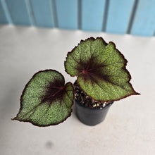 Load image into Gallery viewer, #R14 Begonia Unknown