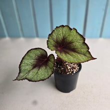 Load image into Gallery viewer, #R14 Begonia Unknown