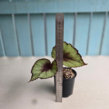 Load image into Gallery viewer, #R14 Begonia Unknown