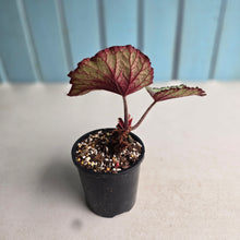 Load image into Gallery viewer, #R14 Begonia Unknown