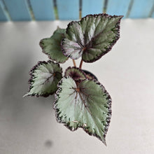 Load image into Gallery viewer, #R43 Begonia Unknown
