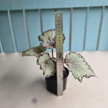 Load image into Gallery viewer, #R43 Begonia Unknown