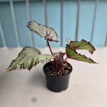 Load image into Gallery viewer, #R43 Begonia Unknown