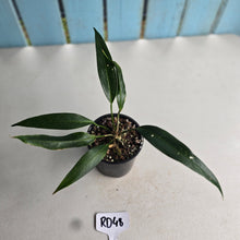 Load image into Gallery viewer, #RD48 Anthurium Rupicola